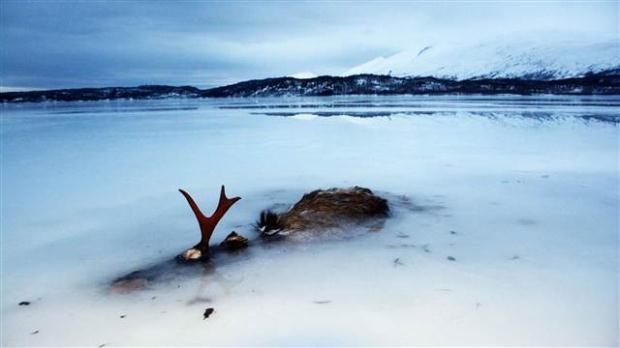 Norveç'te denizdeki balıklar dondu galerisi resim 5
