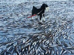 Norveç'te denizdeki balıklar dondu