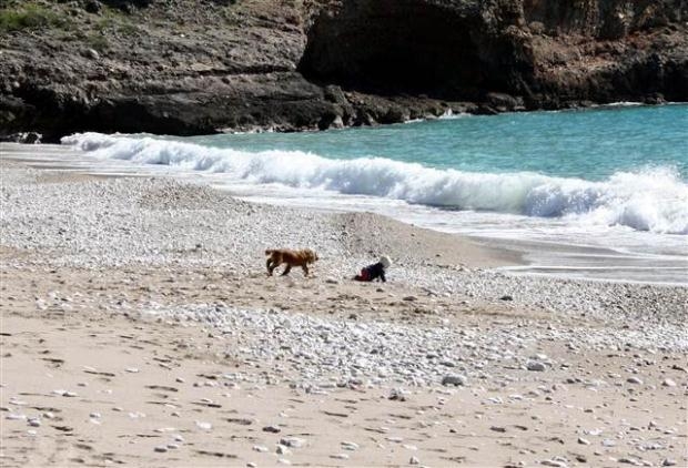 Köpek denize giden bebeği böyle durdurdu galerisi resim 3