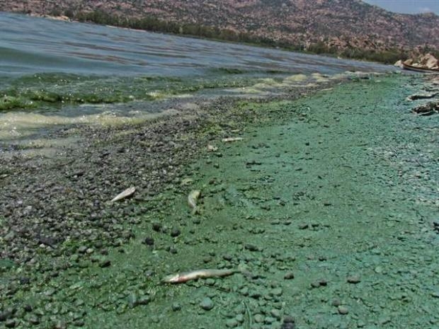 Yeşile dönen Bafa Gölü köpürdü galerisi resim 11