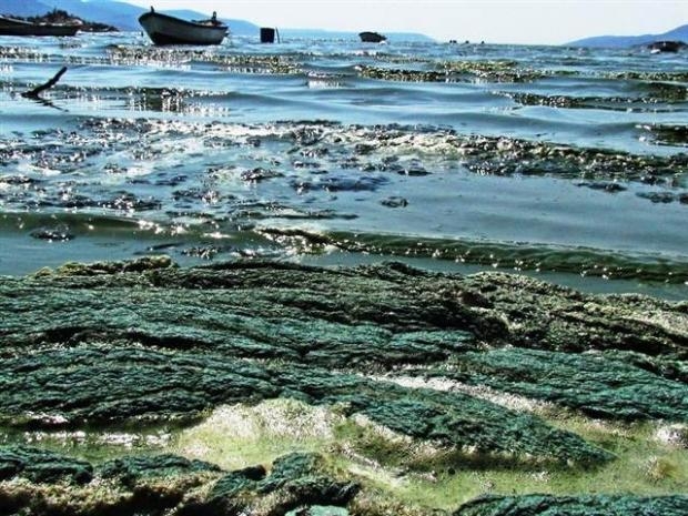 Yeşile dönen Bafa Gölü köpürdü galerisi resim 13