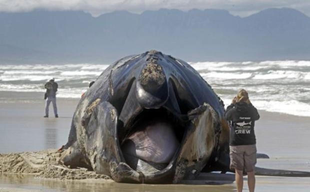Yanına bile yaklaşmayın çünkü galerisi resim 2