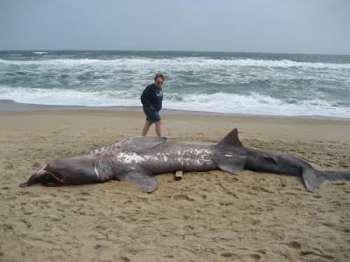 Yanına bile yaklaşmayın çünkü galerisi resim 7