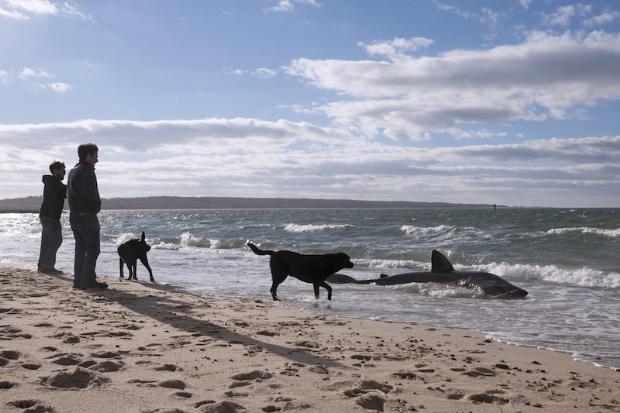 Yanına bile yaklaşmayın çünkü galerisi resim 9