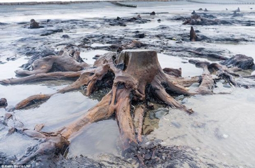 Denizin altından 5 bin yıllık orman çıktı! galerisi resim 11