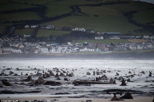 Denizin altından 5 bin yıllık orman çıktı! galerisi resim 7