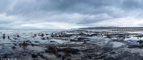 Denizin altından 5 bin yıllık orman çıktı! galerisi resim 8