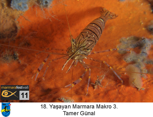 11. Yaşayan Marmara Festivali galerisi resim 10