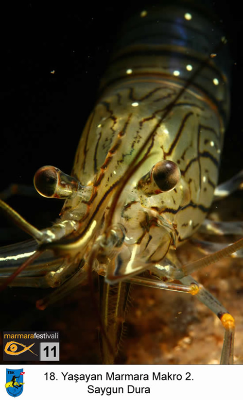 11. Yaşayan Marmara Festivali galerisi resim 11