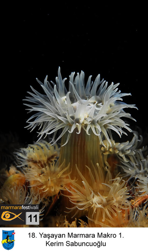 11. Yaşayan Marmara Festivali galerisi resim 12