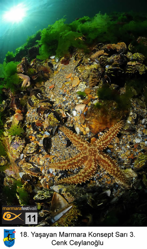 11. Yaşayan Marmara Festivali galerisi resim 13