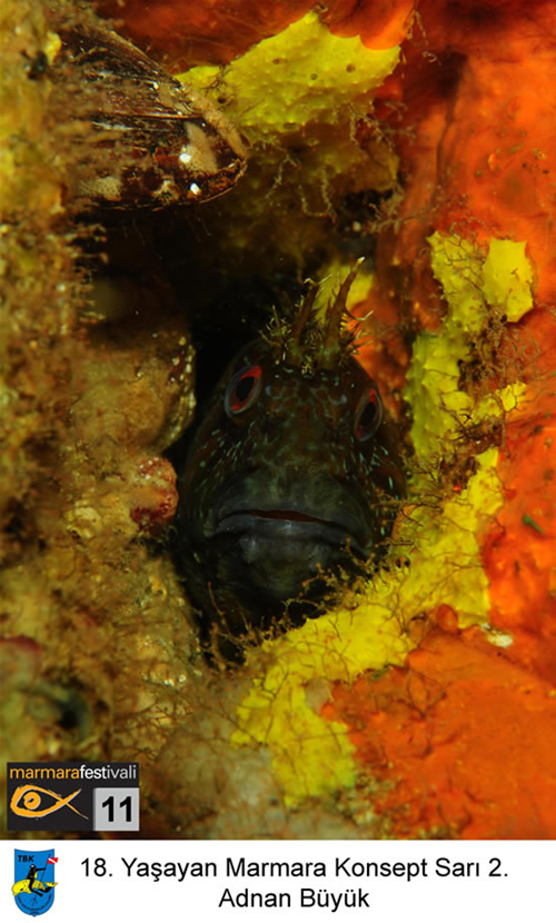 11. Yaşayan Marmara Festivali galerisi resim 14