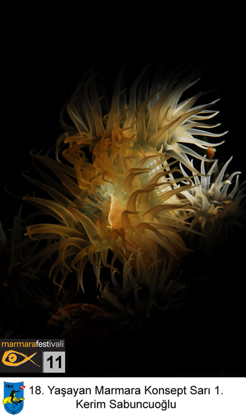 11. Yaşayan Marmara Festivali galerisi resim 15