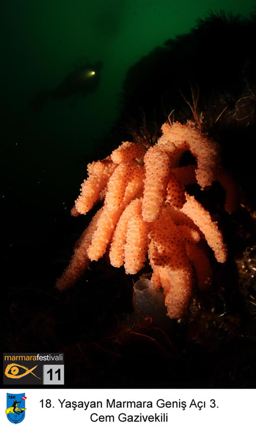 11. Yaşayan Marmara Festivali galerisi resim 16