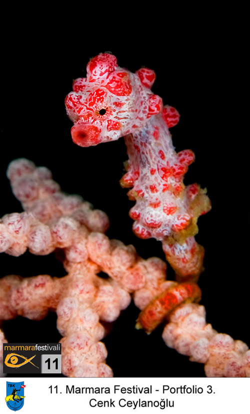 11. Yaşayan Marmara Festivali galerisi resim 5