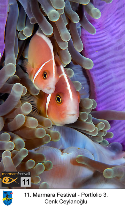 11. Yaşayan Marmara Festivali galerisi resim 7