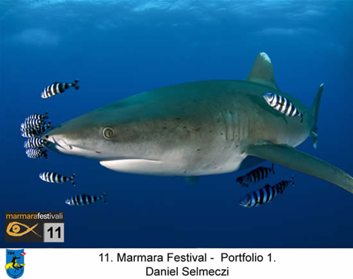 11. Yaşayan Marmara Festivali galerisi resim 9