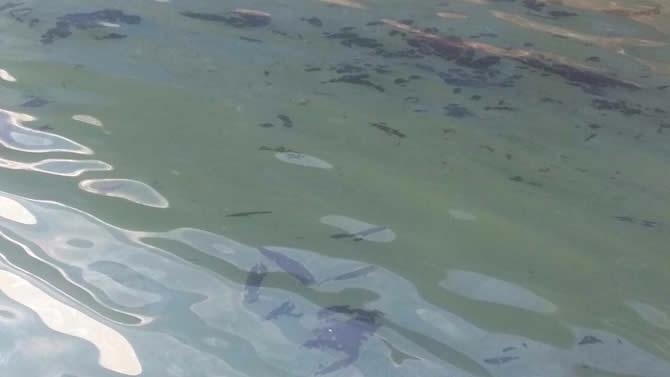 İzmit Körfezi'nde sızan petrol deniz kirliliğine neden oldu galerisi resim 16