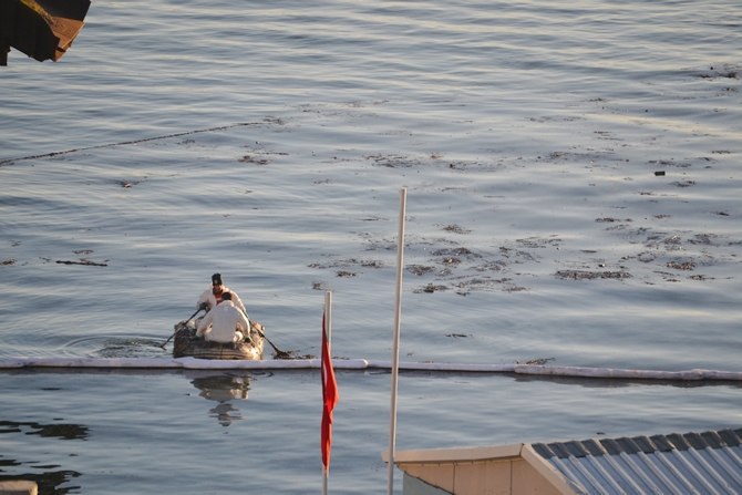 İzmit Körfezi'nde sızan petrol deniz kirliliğine neden oldu galerisi resim 34