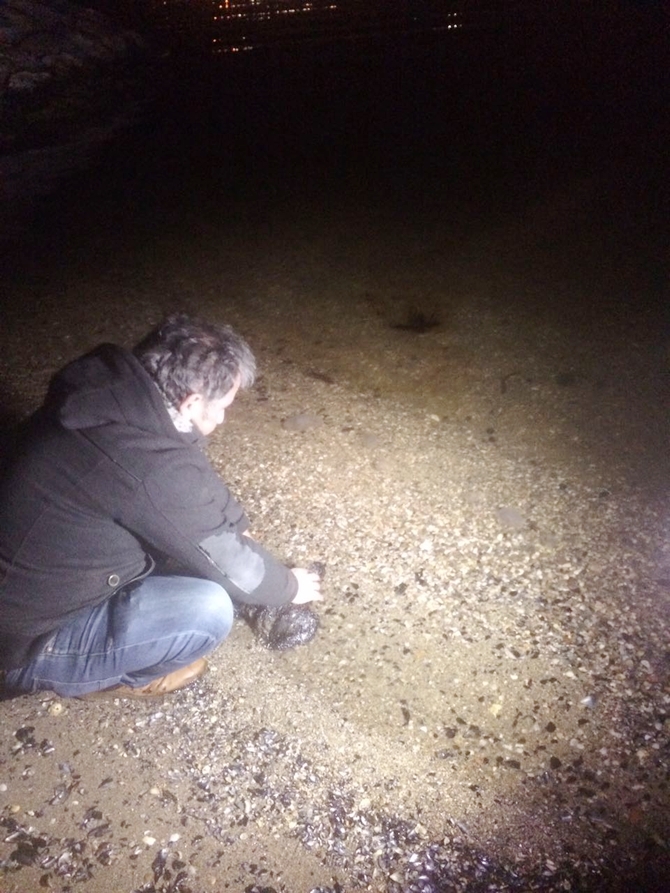 İzmit Körfezi'nde sızan petrol deniz kirliliğine neden oldu galerisi resim 55