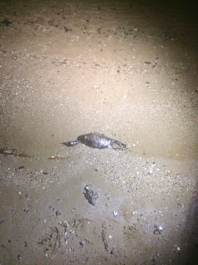 İzmit Körfezi'nde sızan petrol deniz kirliliğine neden oldu galerisi resim 56