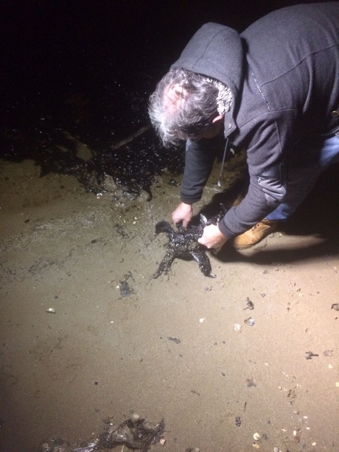 İzmit Körfezi'nde sızan petrol deniz kirliliğine neden oldu galerisi resim 57