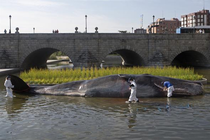 Nehir kenarındaki balina görenleri şaşırttı! galerisi resim 13