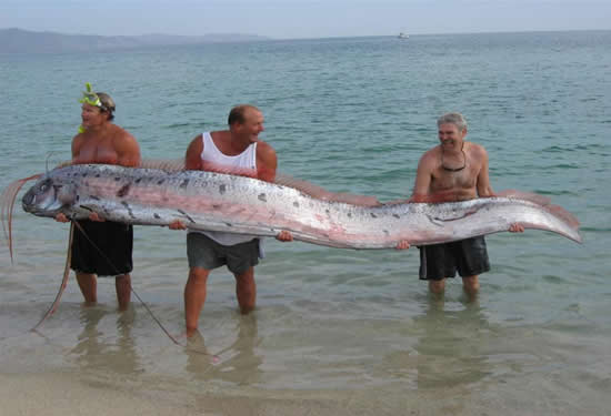 Afet habercisi Oarfish galerisi resim 1