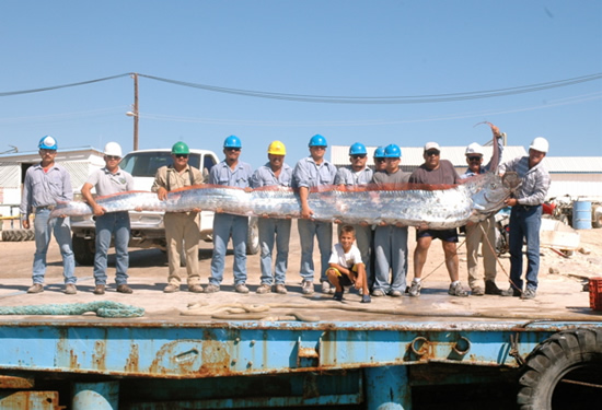 Afet habercisi Oarfish galerisi resim 10