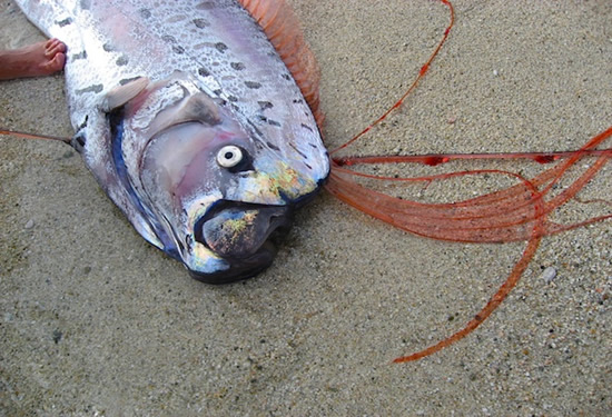Afet habercisi Oarfish galerisi resim 11