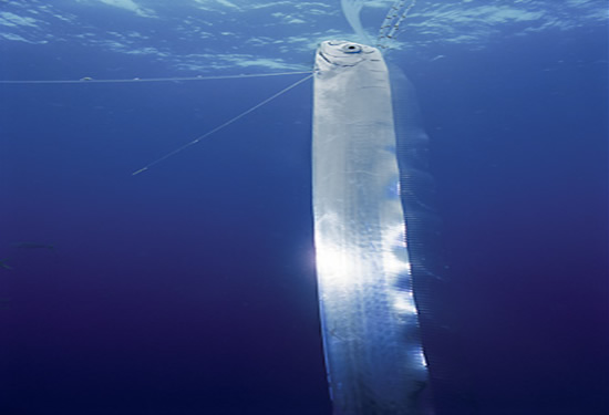 Afet habercisi Oarfish galerisi resim 12