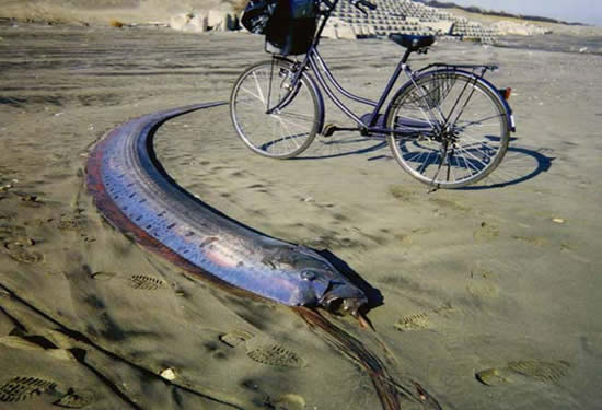 Afet habercisi Oarfish galerisi resim 14