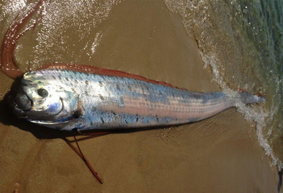 Afet habercisi Oarfish galerisi resim 15