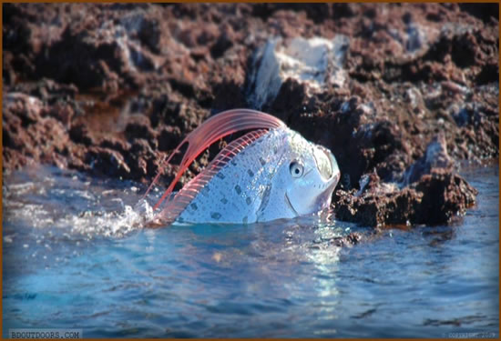 Afet habercisi Oarfish galerisi resim 4
