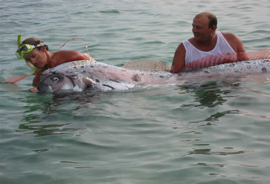 Afet habercisi Oarfish galerisi resim 5