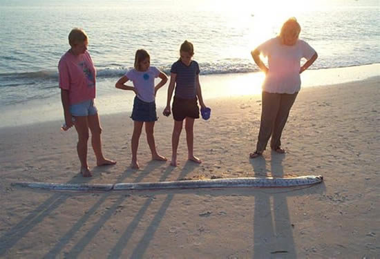 Afet habercisi Oarfish galerisi resim 7