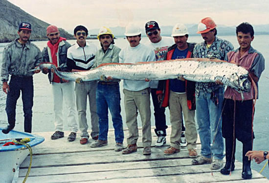 Afet habercisi Oarfish galerisi resim 8