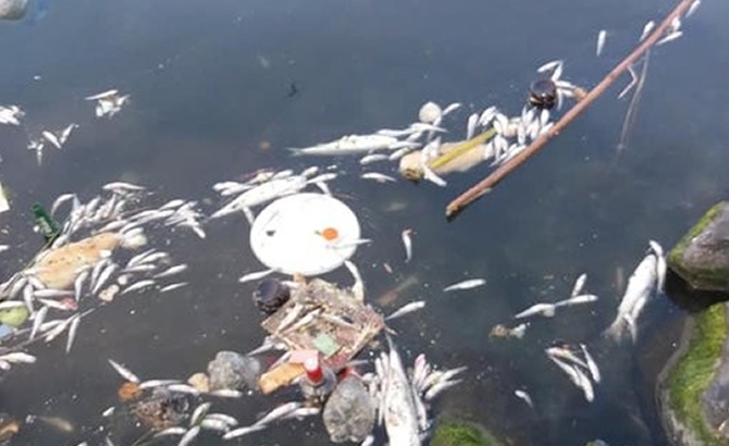 Küçükçekmece Gölü’ndeki balık ölümleri korkurttu galerisi resim 7