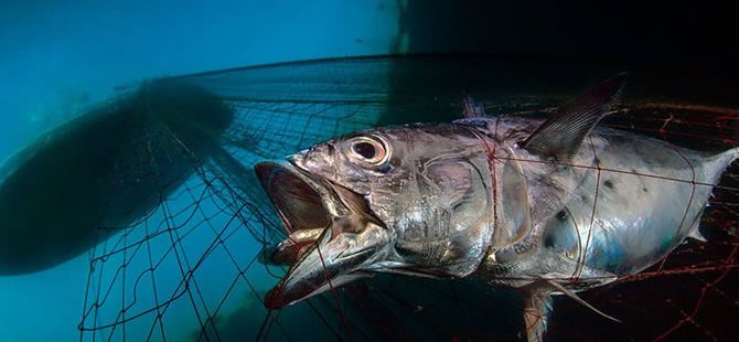 Yılın Sualtı Fotoğrafçılığı 2020 ödülleri sahiplerini buldu