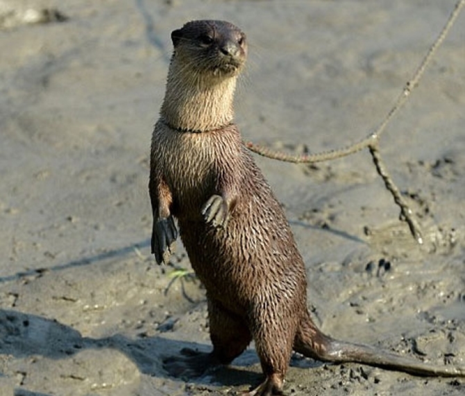 BANGLADEŞLİ BALIKÇILARIN İLGİNÇ YÖNTEMİ galerisi resim 6