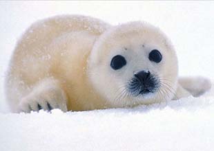 Kanada'da 275 bin fok için av izni