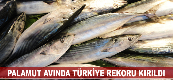 Palamut avında, Türkiye rekoru kırıldı