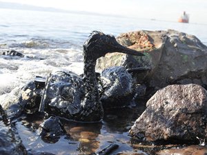 Çevre Bakanlığı'ndan İzmit Körfezi açıklaması: Kirlilik büyük oranda temizlendi