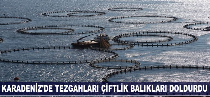 Karadeniz'de balık avı azaldı, çiftlik balıkları tezgahları doldurdu