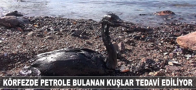 İzmit Körfezi'nde petrole bulanan kuşlar tedavi ediliyor