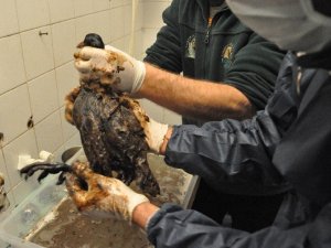 İzmit Körfezi'nde petrole bulanan kuşlar tedavi ediliyor