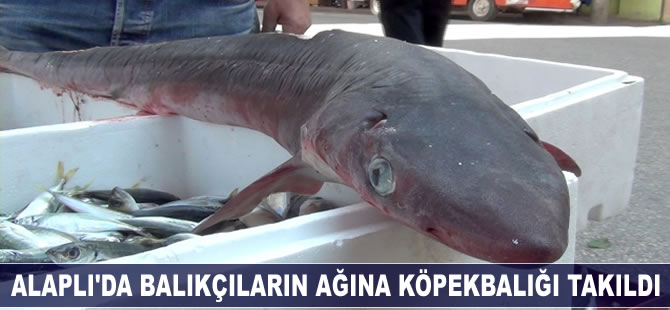 Alaplı’da balıkçıların ağına köpekbalığı takıldı
