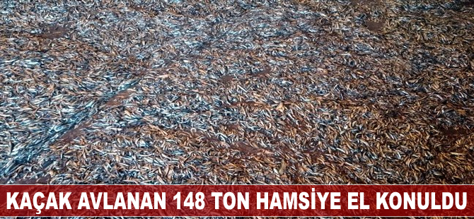 Kaçak avlanan 148 ton hamsiye el koyuldu