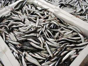 Kaçak avlanan 148 ton hamsiye el koyuldu