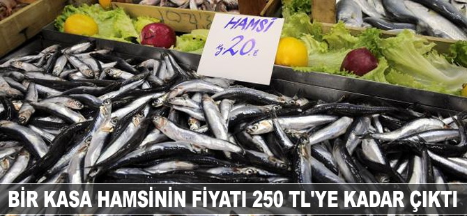 Bir kasa hamsinin fiyatı 250 TL'ye kadar çıktı